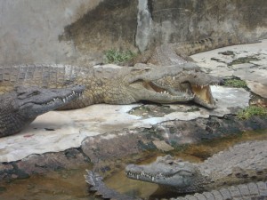 Crocodile farm