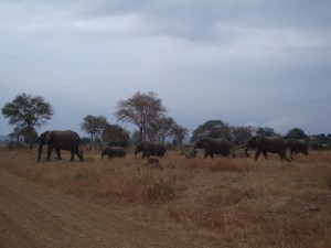 Elephants