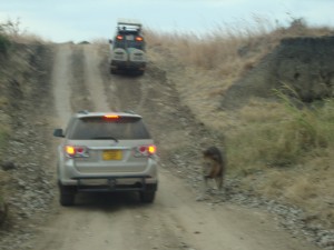 Lions at Mikumi